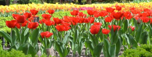 Floricultura Floricultura